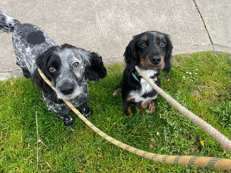 Bear and Loki enjoying a walk