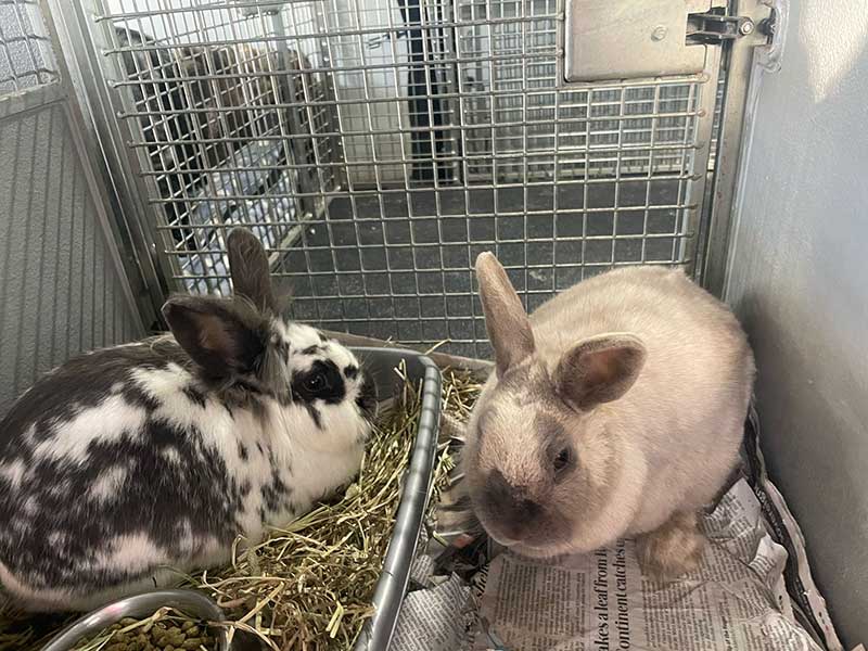 Rabbits en route