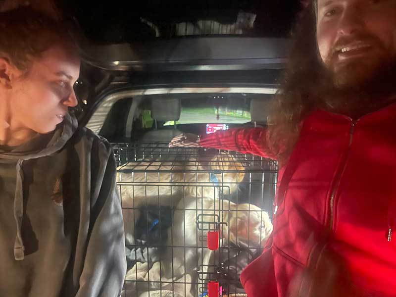 Daisy and Bowie collected by excited family
