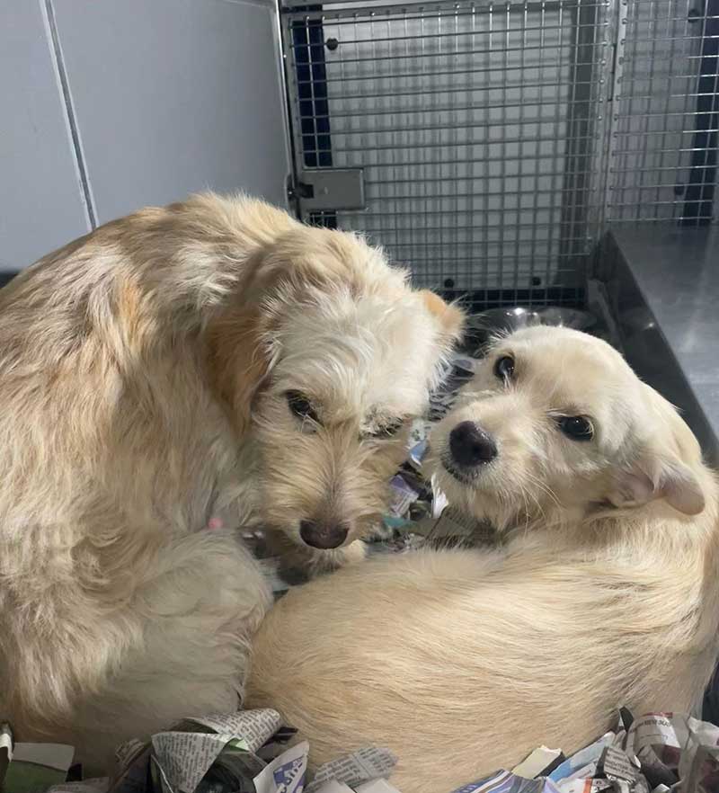 Snuggled up in their bedroom in our van