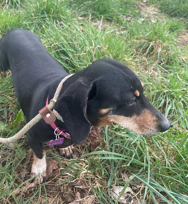 Here's Dunkel out walking