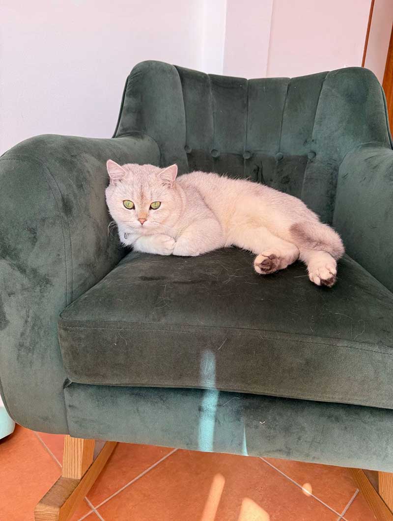 Noodle was quickly at home in Portugal