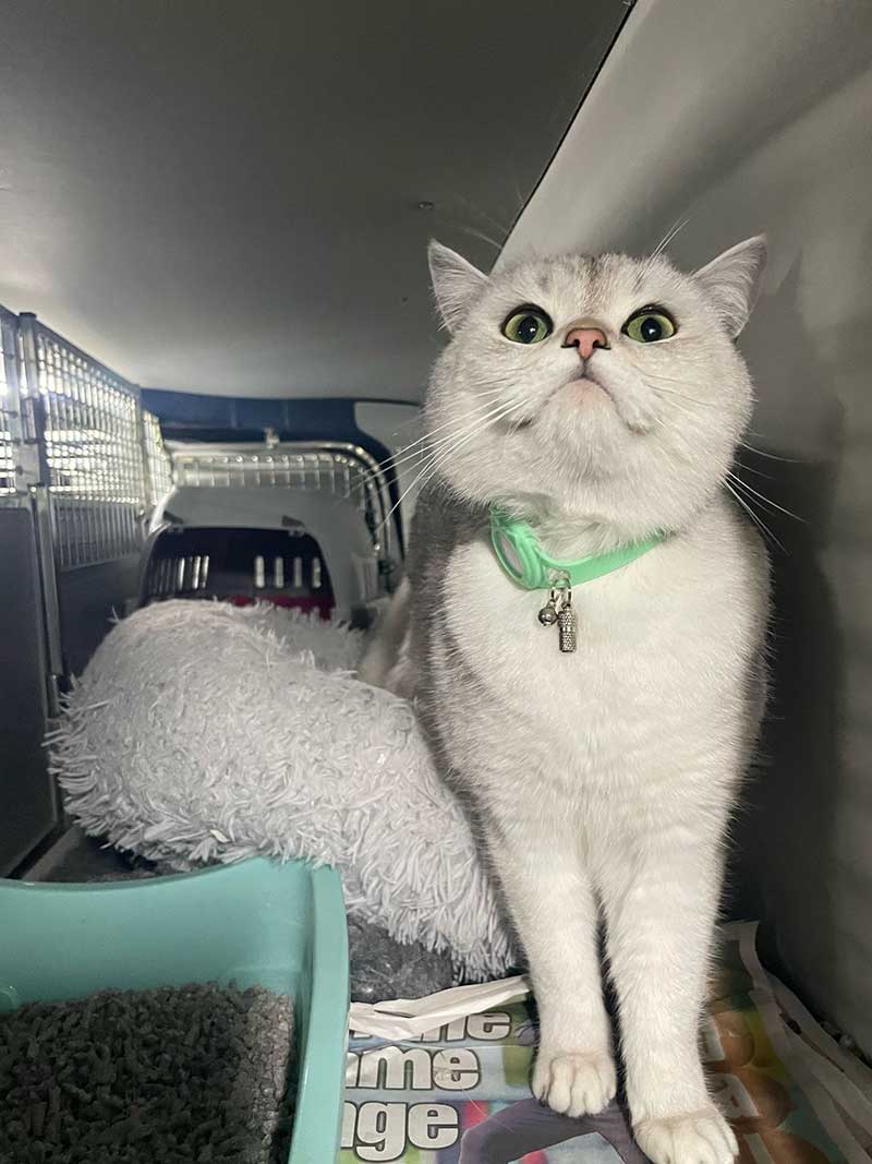 Noodle ruled our van with charm and grace