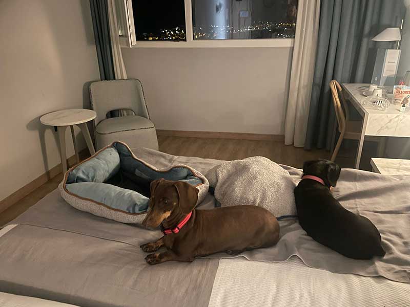 The Dachsies stayed in our hotel room overnight