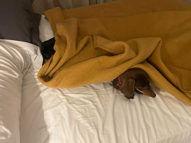 They had a great romp around on the bed
