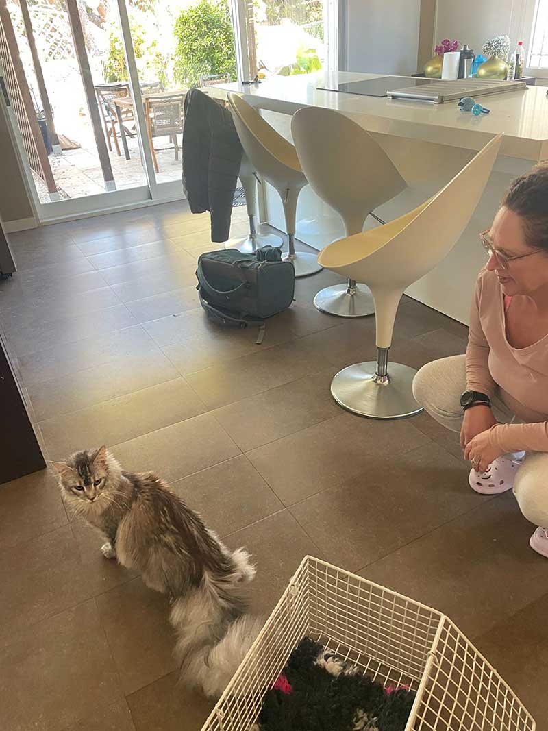 On arrival in Spain, the cats were ready to explore their new home