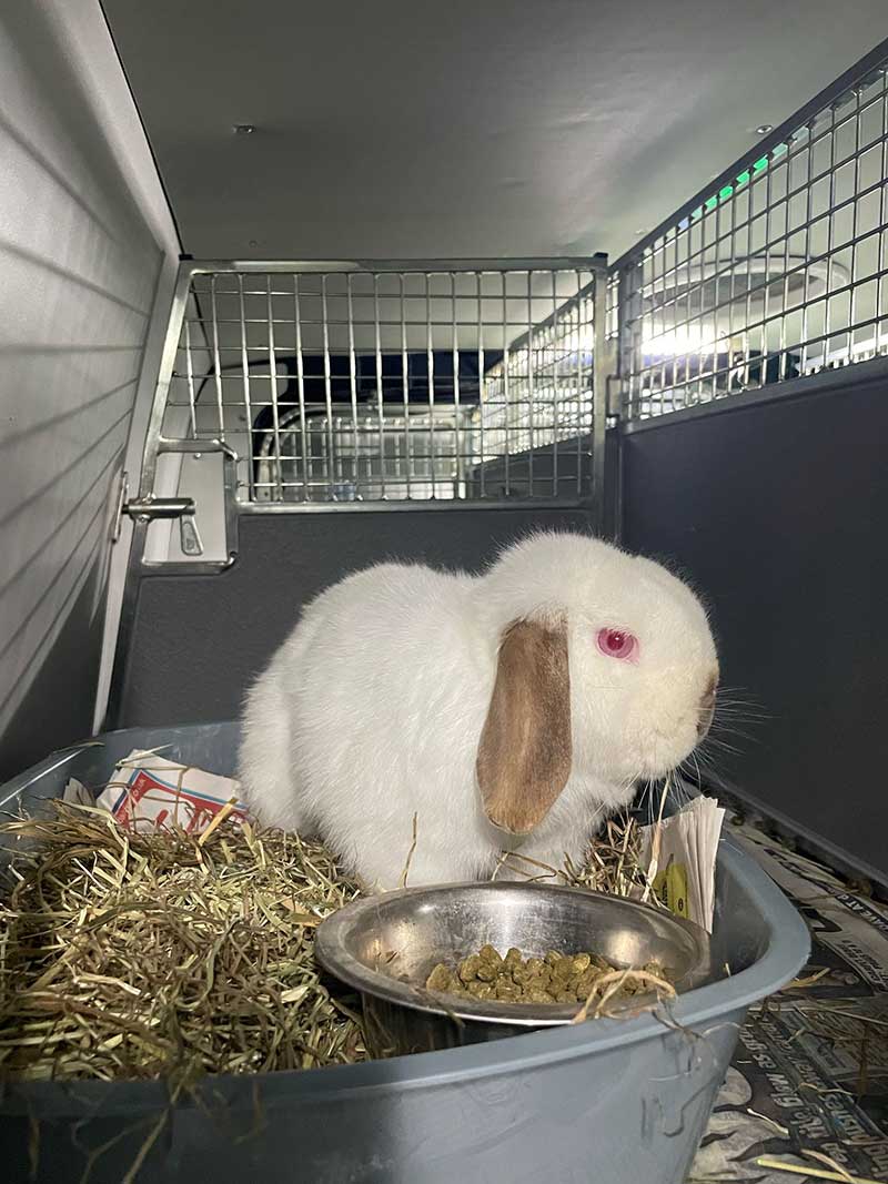 Lovely floppy bunny ears