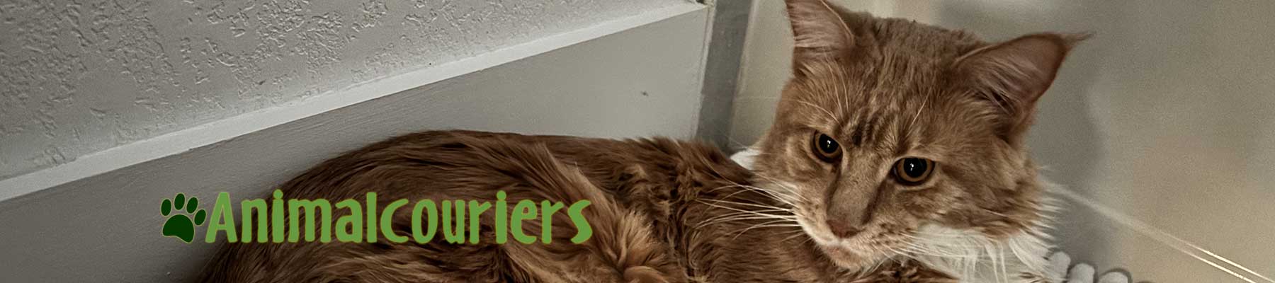 Pets relocate to Abu Dhabi
