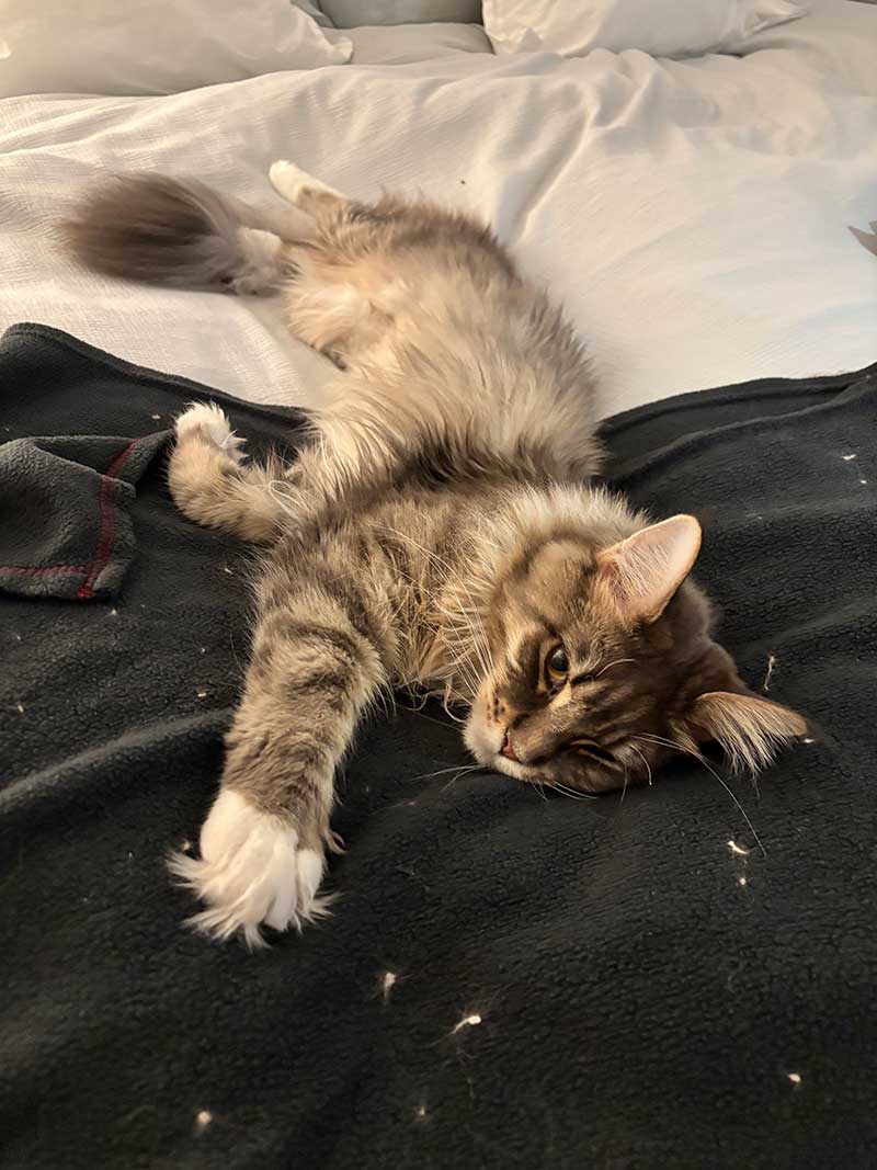 Beautiful relaxed Freyja