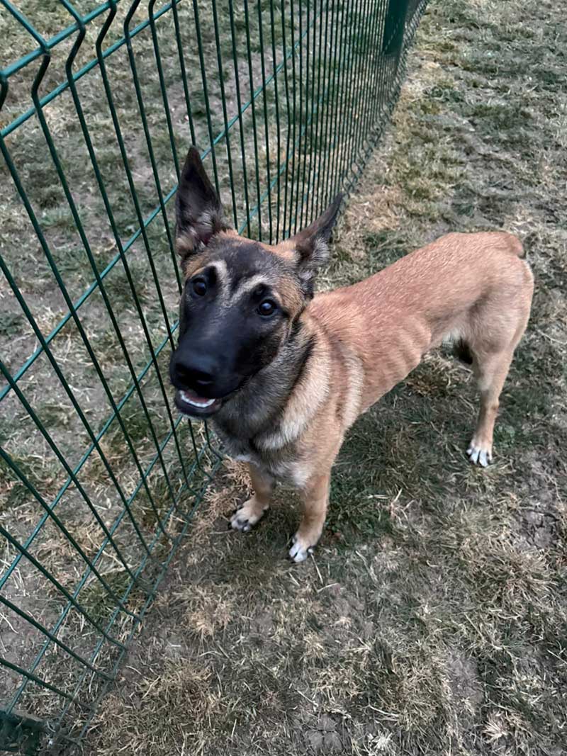 Lilo safely enjoying a leg stretch at LHR Pet Reception