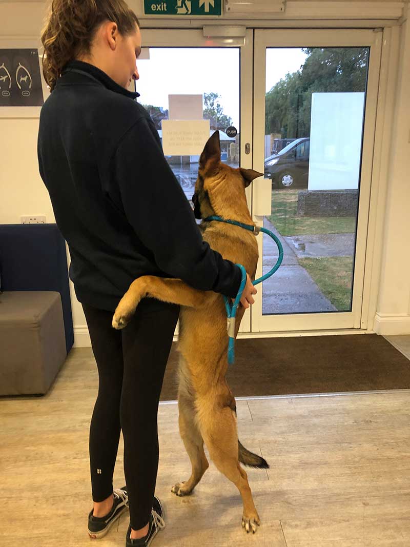 Cuddles for Lilo from the LHR Pet Reception staff