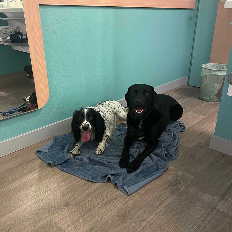 To Austria with dogs: Otis and Lily settled down contentedly overnight