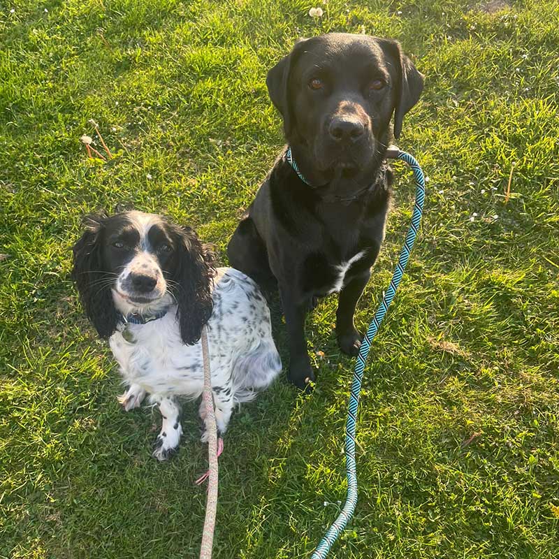 To Austria with dogs: Such a well behaved pair!
