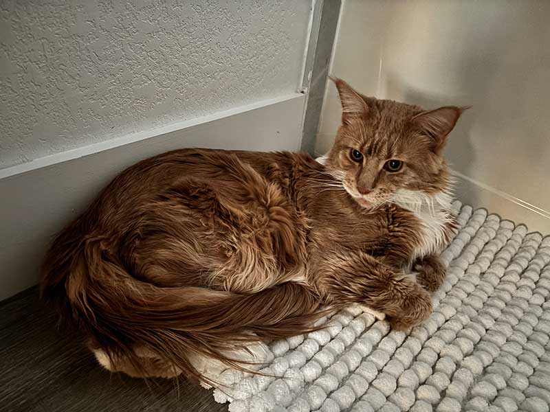 Handsome dude Percy