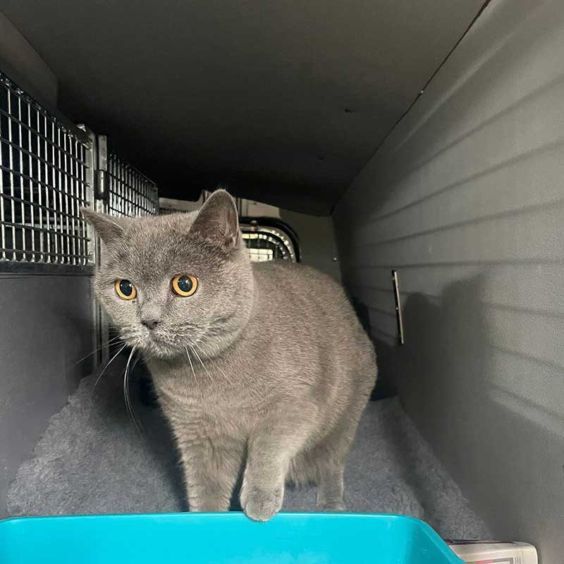 Smokey travelled brilliantly