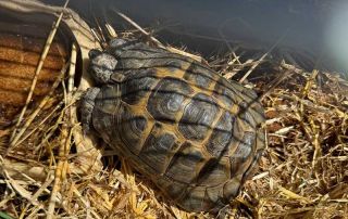 Jeffrey's journey started in Buckinghamshire. He's a Mediterranean Spur-thighed tortoise (also known as a Greek tortoise). They can live to 100 years or more!