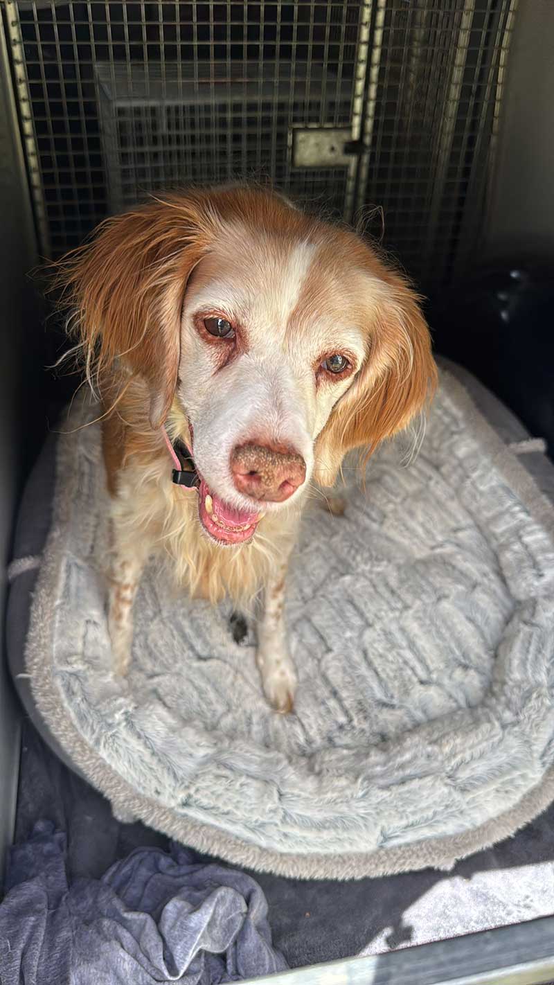 Travelling in southern Europe: Lovely Lilly was a great traveller