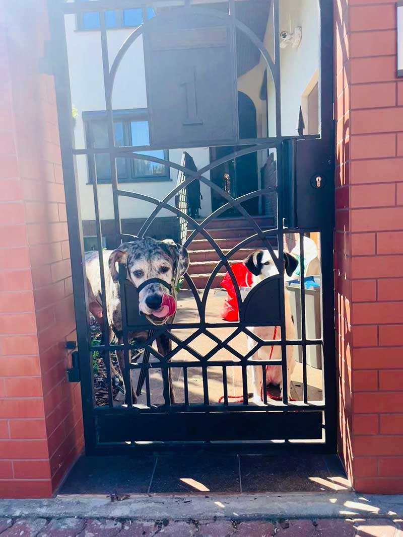 Murphy and Baby greeted courier Gwen in Warsaw
