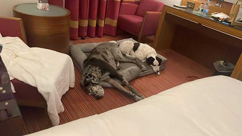 Murphy and Baby slept comfortably in our hotel room each night