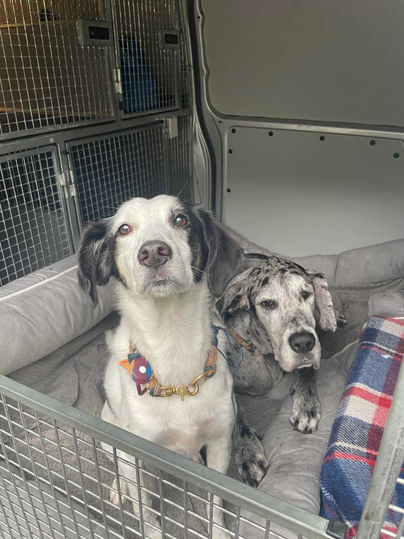 This bonded pair quickly settled in and were super travellers on our two-day trip