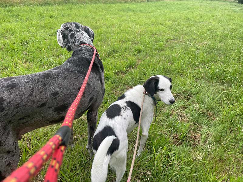 We took regular breaks for the dogs to stretch their legs