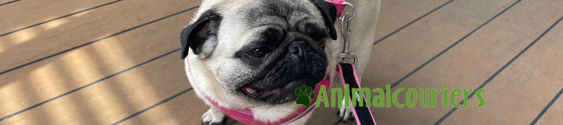 Betty the Pug