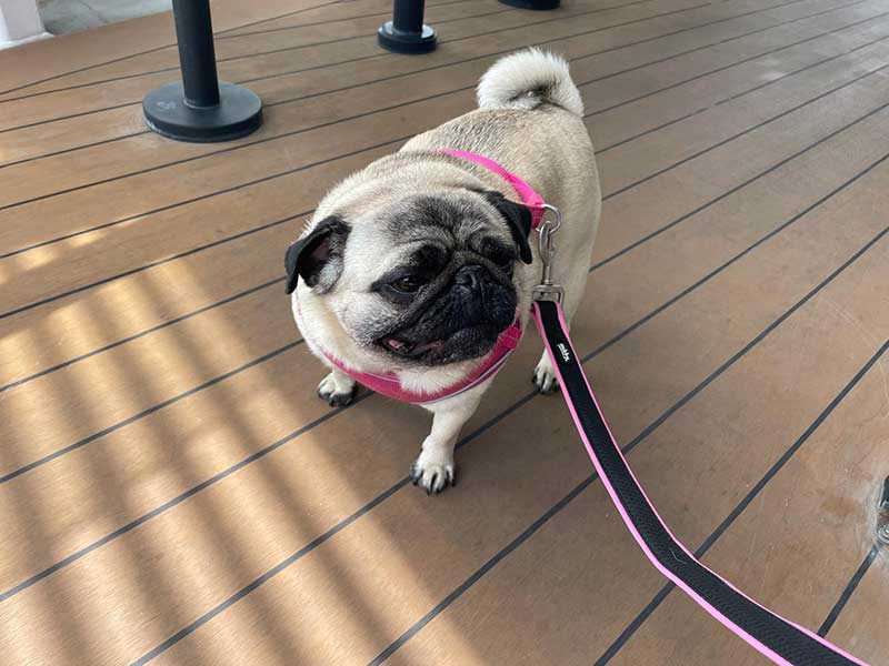 She enjoyed a stroll on deck on board the ferry