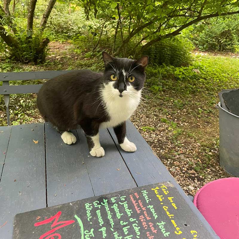 Meeting a friendly cat