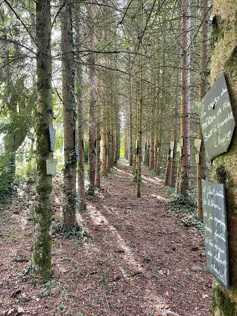 Charming woodland in France