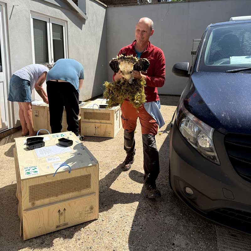 Carlos transferring the chicks into their flight boxes