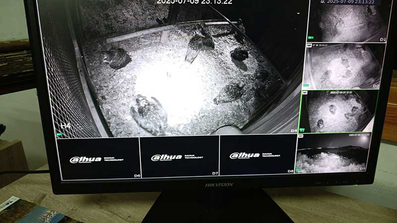 Chicks in a hacking box, closely watched over by the Spanish team