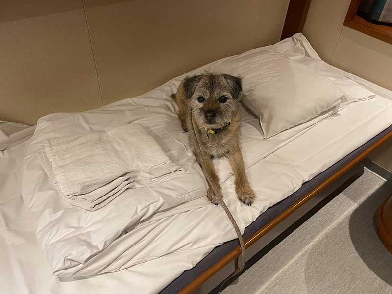 We shared a pet-friendly cabin — the bed got Kira's seal of approval!