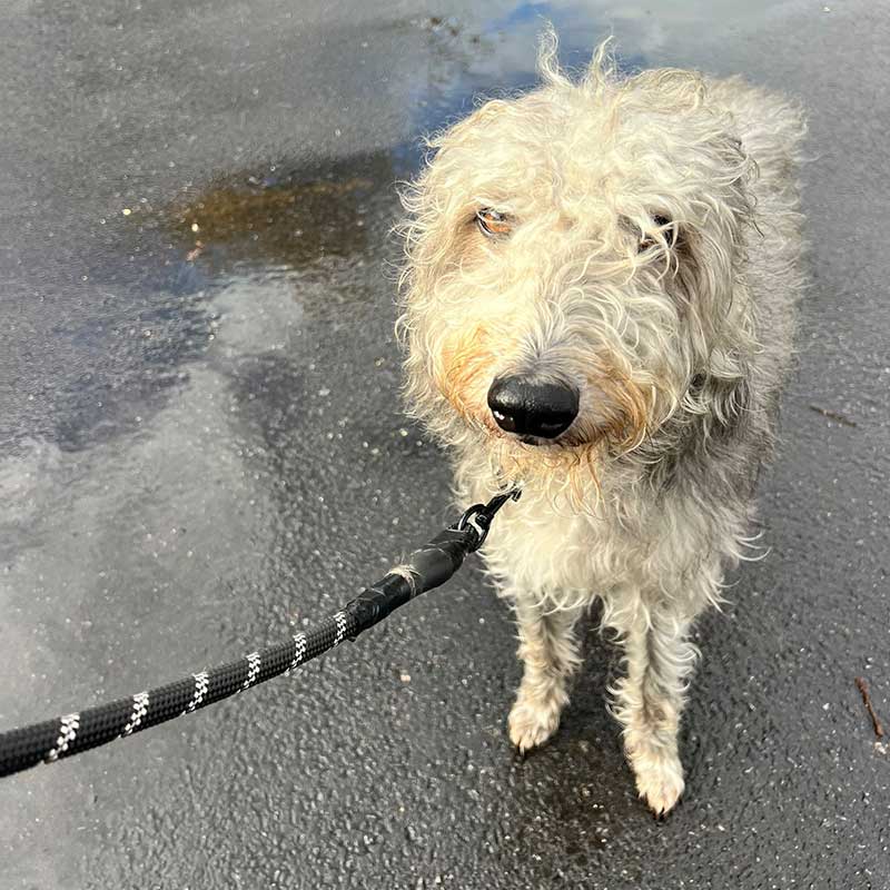 Bedlington/Whippet cross Amos