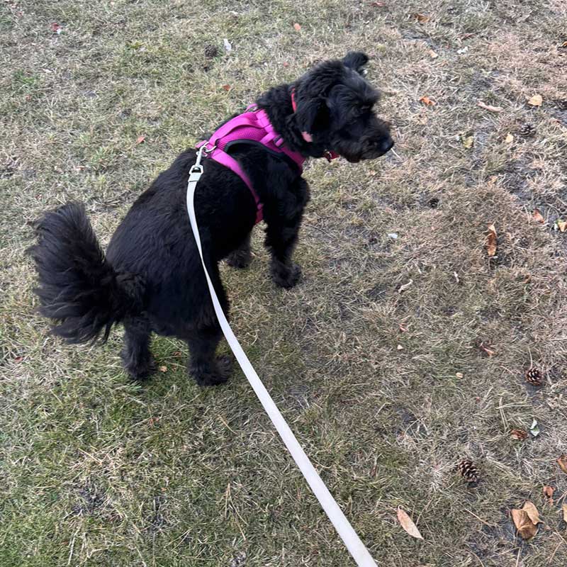 Betty loving her walks