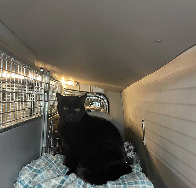 This slinky girl settled very well on the journey