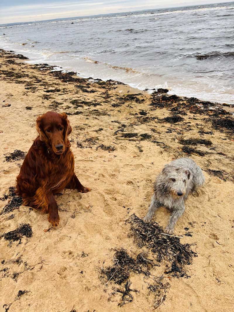 The dogs are lucky enough to live near a beautiful beach