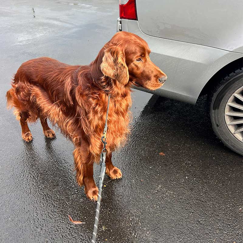 Irish Setter Francis