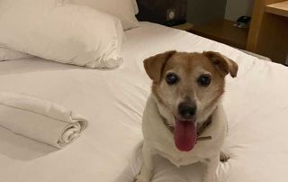Gus was happy to share our hotel room when we stopped for the night