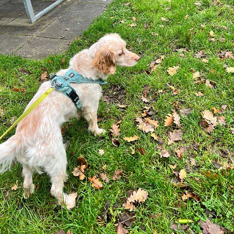 Cocker Spaniel/Bichon Frise cross Harvey
