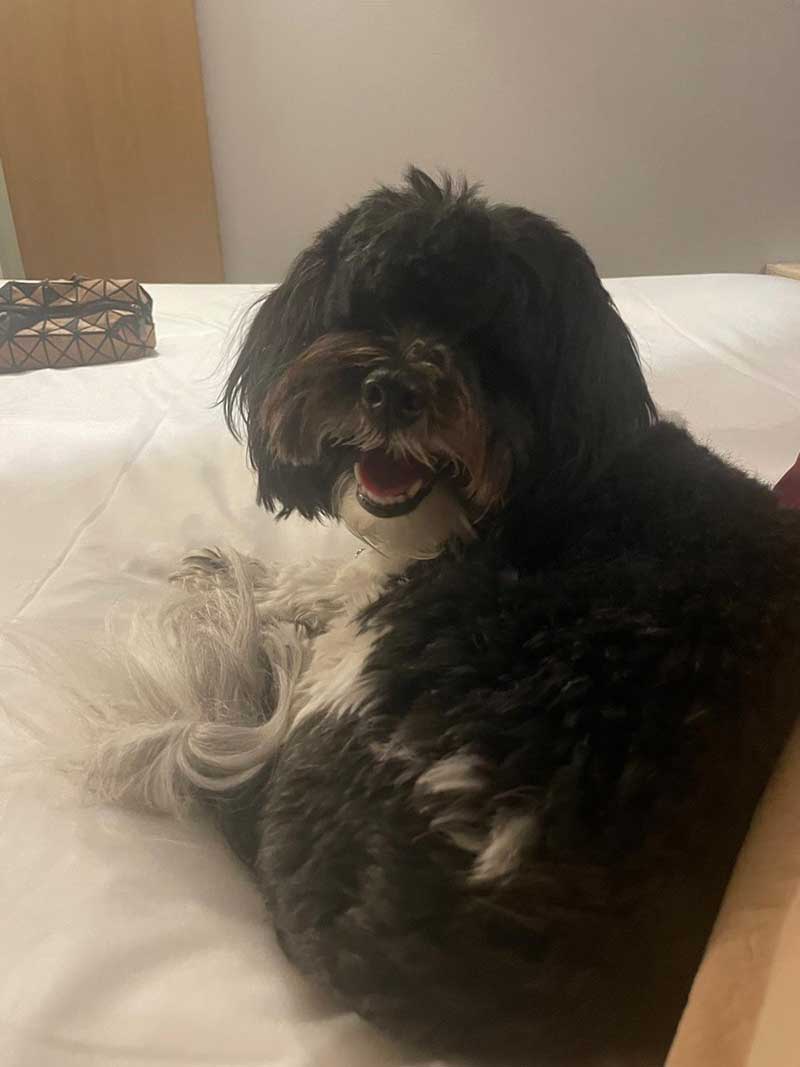 Poppy loved sharing our hotel room when we stopped for the night near Calais, ready to board the Eurotunnel the next morning
