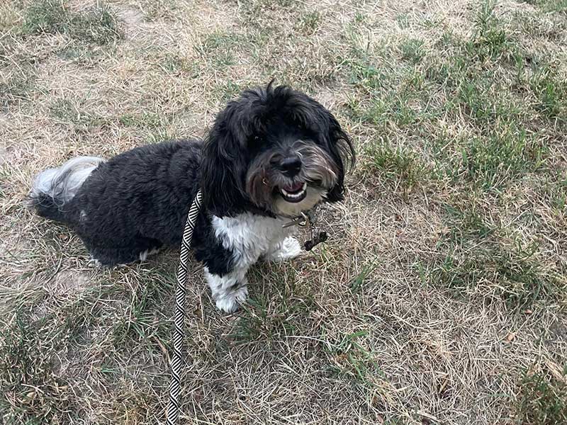 Poppy enjoying a leg stretch