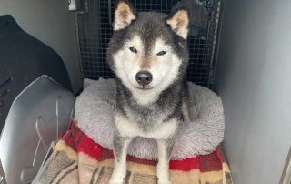 Sunny settled well into his bedroom in our van