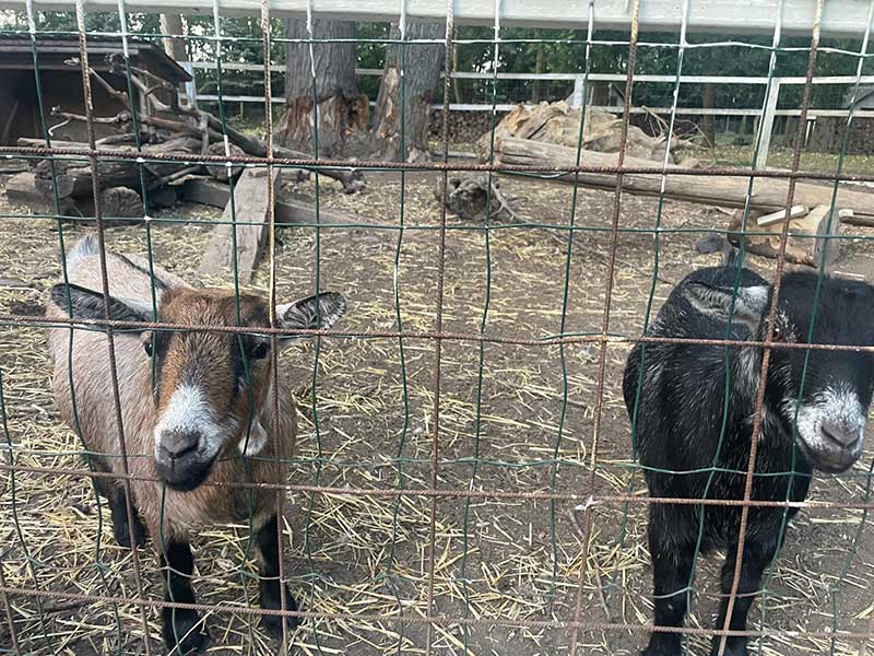 Curious goats