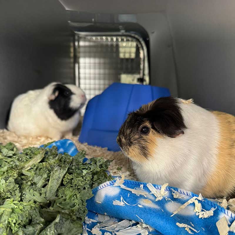 Squashy is a Common American, while Butternut is a Crested guinea pig