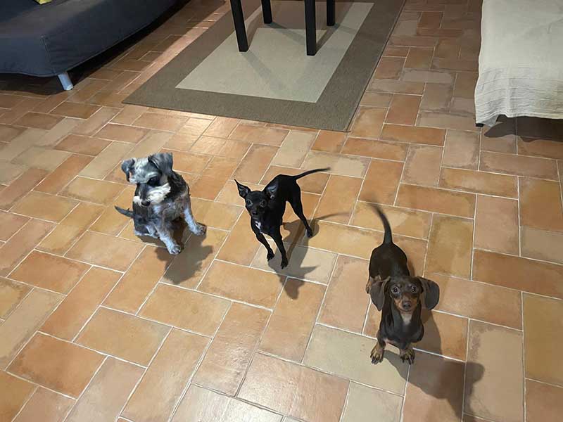 The trio of minis from left to right are Balofo (Schnauzer), Ziggy (Pinscher) and Canela (Dachshund)