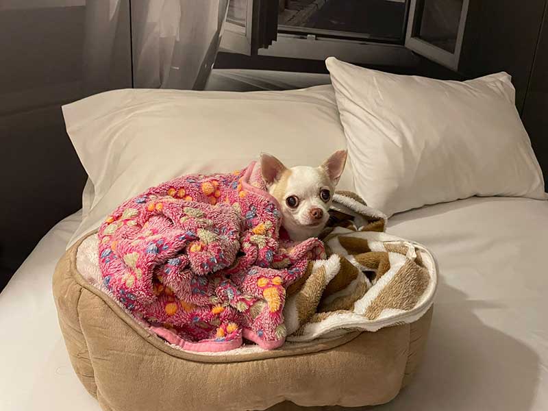 Beautifully behaved in our hotel room