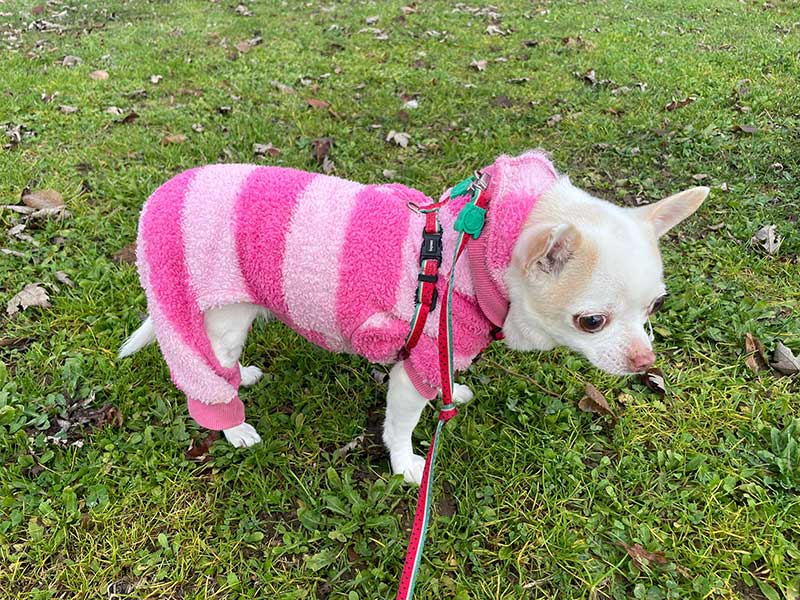 Angel stylishly wrapped up for a walk