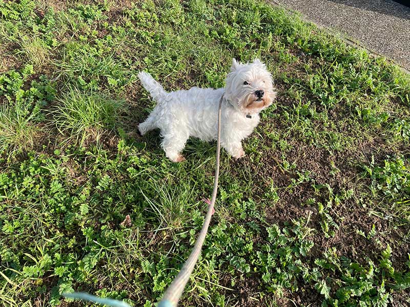 Horatio — a big name for a little fellow