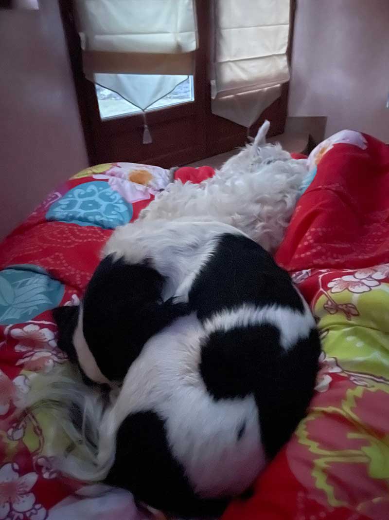 Kasper cuddled up with Horatio when we overnighted in a holiday home along the way
