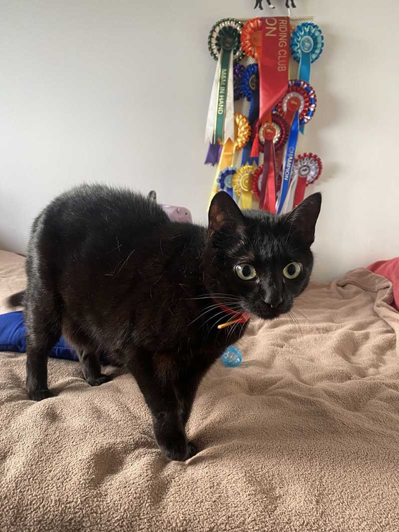 Handsome Kettlebell